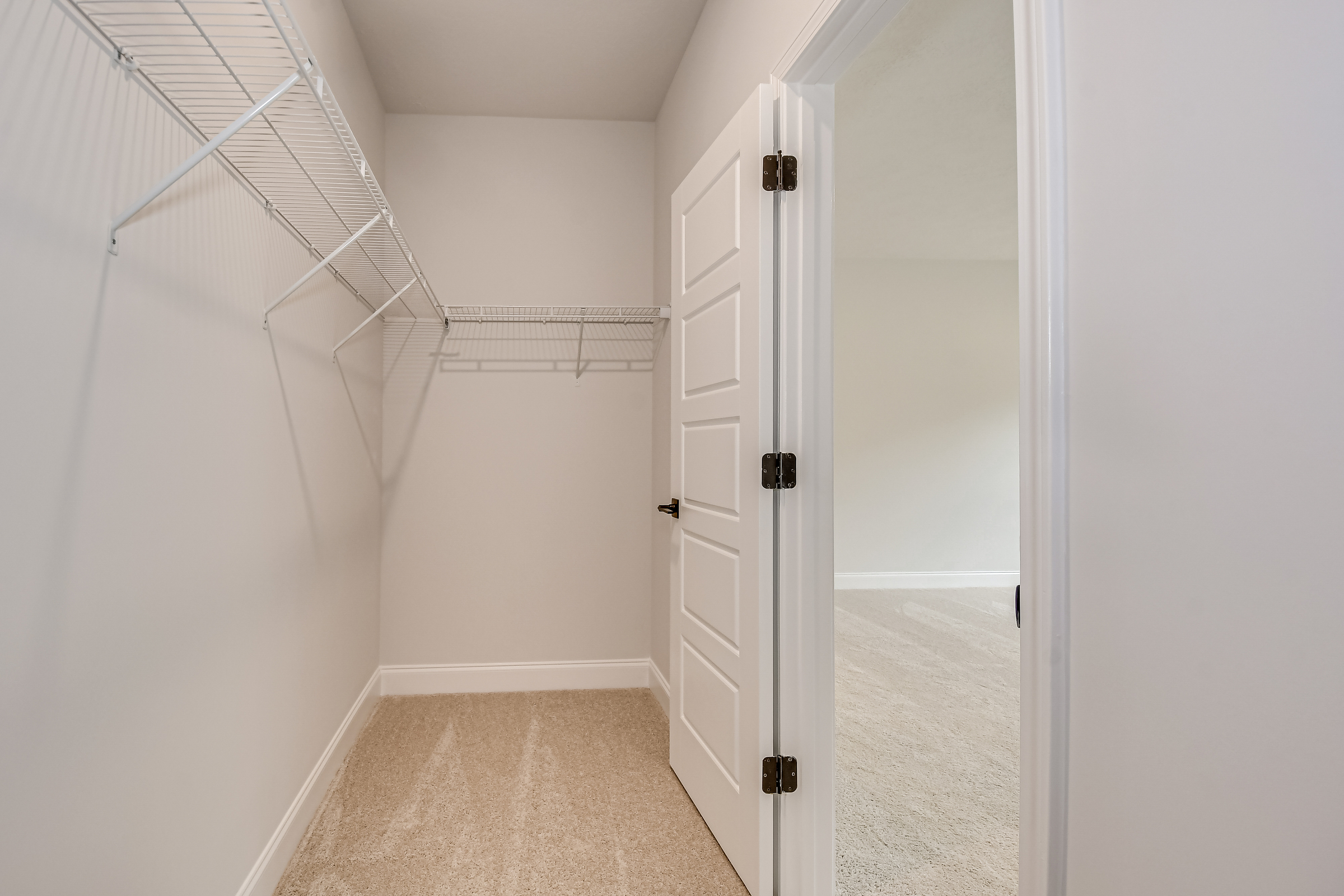 Ficus